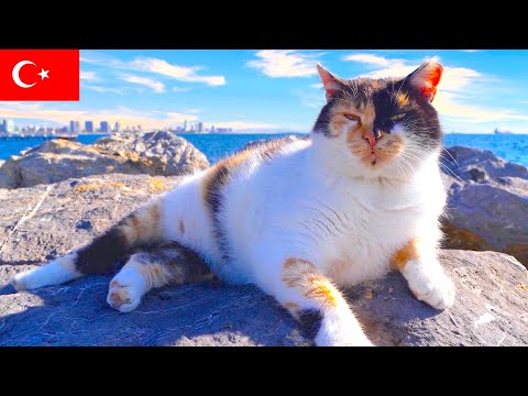 Видео: Кот у Моря: Спокойные Мгновения в Стамбуле [4K]