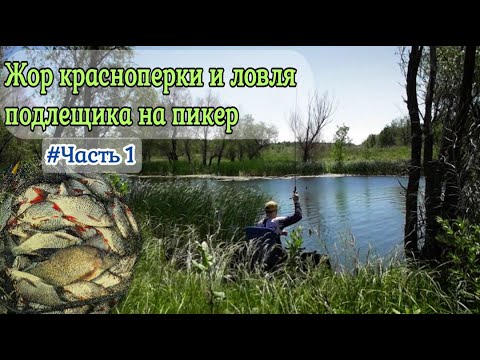 Видео: Ловлю на пруду на пикер , жарю мясо на мангале  часть 1