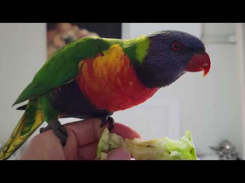 Видео: 🦜 ОБЗОР КВАРТИРЫ С ДИКИМ ПОПУГАЕМ В РУКЕ!