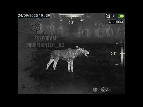 Видео: Мой первый лось на реву | Маню манком |Охота с Arkon Arma HR50L