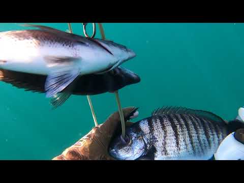 Видео: Подводная охота в Черном море! Зубарь
