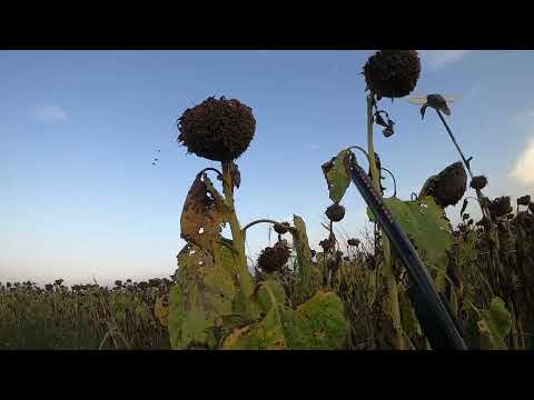 Видео: Охота на голубя открытие 2022 ShotKam