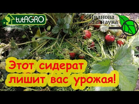 Видео: ЭТОТ СИДЕРАТ ЛИШИТ ВАС УРОЖАЯ! Опасное соседство. Не сажайте эти растения рядом.