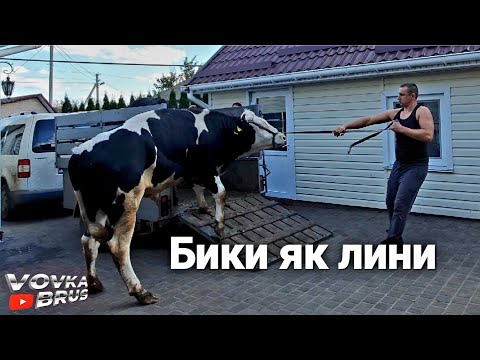 Видео: 🇺🇦Закупка ВРХ для переробки. Ціна на телят.🇺🇦