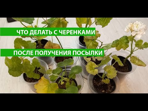 Видео: Что делать с черенками Пеларгонии или Герани после получения посылки, 3 простых совета