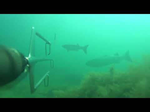 Видео: Охота на лобана. 2018 Июнь.