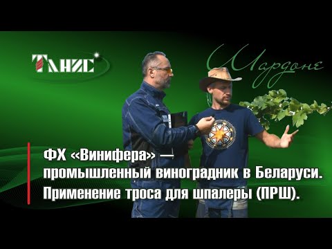 Видео: 50. Промышленный виноградник в Беларуси: опыт ФХ "Винифера" с тросом для шпалеры ПРШ