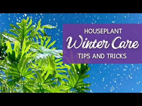 Видео: Подготовка и уход за растениями зимой: полное руководство по сохранению растений живыми