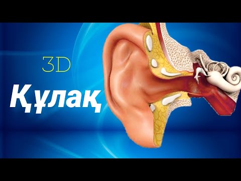 Видео: Құлақ | Құрылысы | Есту механизмі.         #ear #ухо #құлақ