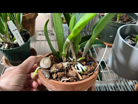 Видео: Орхидеи через 2 месяца после пересадки. Ctna. “Why not”, Rlc.”Ports of paradise”Каттлеи рулят!😁❤️