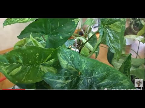 Видео: Комнатные растения. Мои сингониумы . Советы по уходу. Часть 1.
