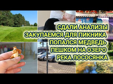 Видео: VLOG | СДАЛИ АНАЛИЗЫ | ЗАКУПАЕМСЯ ДЛЯ ПИКНИКА | ПОПАЛСЯ МЕДВЕДЬ | ПЕШКОМ НА ОЗЕРО | РЕКА ЛОСОСЯНКА