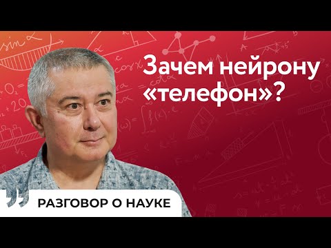 Видео: Нейрон «на связи»: как развивается и работает мозг? | Рустем Хазипов | Разговор о науке