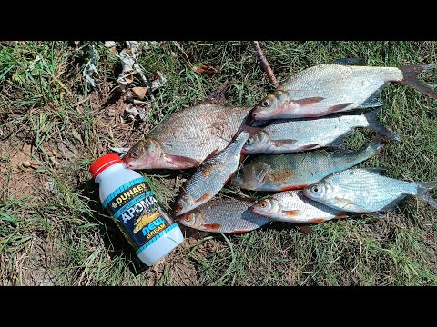 Видео: Фидер р. Волга 28.08.25г. Закорм рулит! Плотва, лещ, густера прут! Последнее летнее видео😥