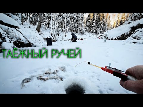 Видео: ТАЁЖНЫЙ РУЧЕЙ - ПЕРВЫЙ ЛЁД #зимняярыбалка #первыйлёд #сезоноткрыт #окунь #щука #чебак #мохтик