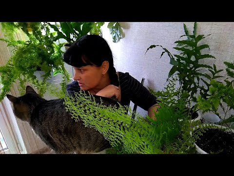 Видео: Мои комнатные растения  //  Мои ПАПОРОТНИКИ