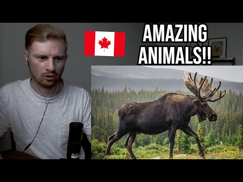 Видео: Реакция на удивительную канадскую дикую природу