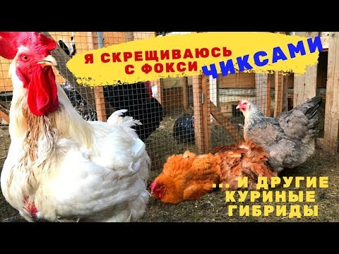 Видео: Бройлера Скрещиваем  с Фокси чикСами и другие куриные Гибриды