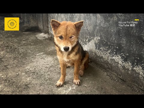 Видео: Собака избита хозяином за еду, дома поняли, насколько она послушна