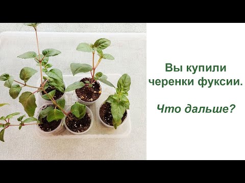 Видео: Вы купили черенки фуксии - что дальше?