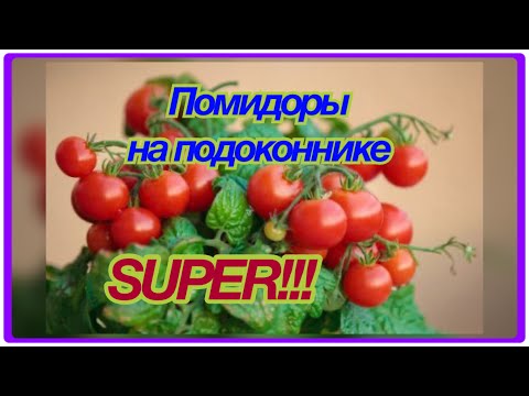 Видео: Это реально!!!🤩👍Вырастить дома помидоры Черри🍅 Балконное чудо!!!💃😍🥰