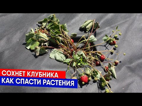 Видео: Ваша клубника не будет болеть - лекарство и подкормка
