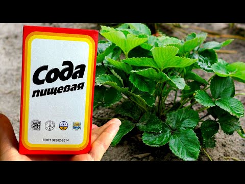 Видео: ДАЙТЕ КЛУБНИКЕ СОДУ И БУДЕТЕ СОБИРАТЬ УРОЖАЙ ВЕДРАМИ!! УХОД ЗА КЛУБНИКОЙ ВЕСНОЙ!