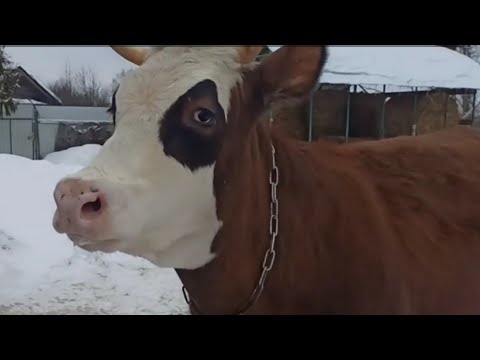 Видео: ПЕРВАЯ ПРОГУЛКА ПОСЛЕ ОТЁЛА/ПРОЩЕ ВСЕГО ОТПРАВИТЬ КОРОВУ НА МЯСО!