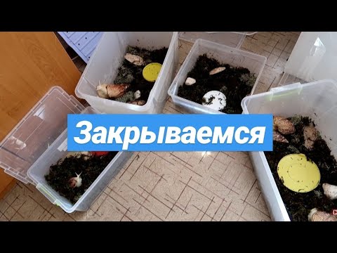 Видео: УБОРКА У УЛИТОК || Меняю еду 1 раз в 3 дня