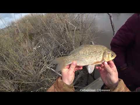 Видео: Паук и хапуга. На что поймаем больше?