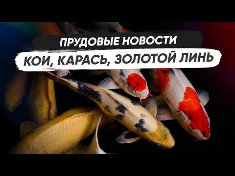 Видео: Карпы кои, красные караси, золотой линь и другие. Прудовые новости