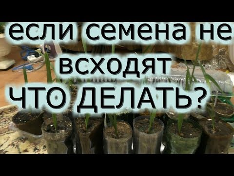 Видео: Пальмы из семян 2часть