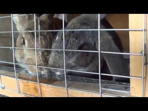 Видео: Кролики в яме Иркутск 8 часть 15 июля 2016