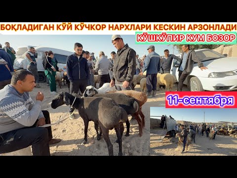 Видео: БОҚЛАДИГАН КЎЙ КЎЧКОР НАРХЛАРИ КЕСКИН АРЗОНЛАДИ КЎШКЎПИР КУМ БОЗОР 11-сентября 2025 г.