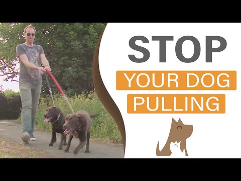 Видео: Как научить собаку ходить рядом