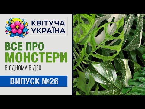 Видео: Кімнатні рослини. Монстера: догляд. Все про рослину в одному відео. Таймкоди.