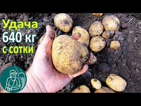 Видео: Удача в жарком климате от посадки до урожая 🥔 Выращивание картофеля 🌿 Опыт Гордеевых