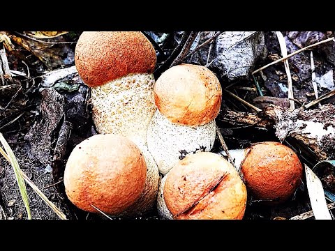 Видео: Поход в Лес! Подосиновики и ЛИСИЧКИ ОГРОМНЫМИ ПОЛЯНАМИ В ЛЕСУ, ВЫ ТОЛЬКО ПОСМОТРИТЕ ! ГРИБЫ 2020 !