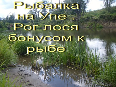 Видео: Рыбалка на Упе-2021. Вот это рыбалка!!И бонусом лосиный рог!!!