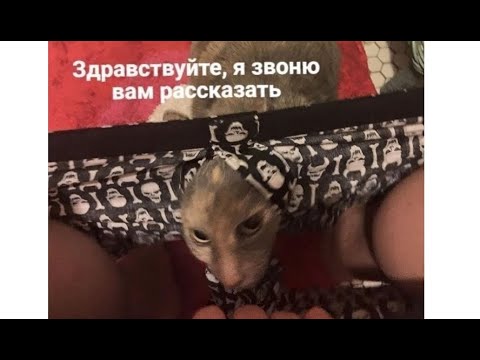 Видео: Лютые приколы. В моих трусах застрял кот