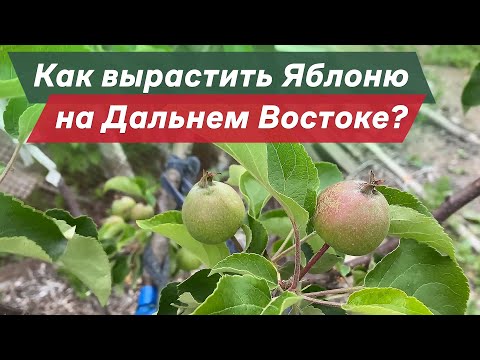 Видео: Как живет успешный садовод на Дальнем Востоке / Выращиваем яблоки на Сахалине / Как вырастить Яблоню
