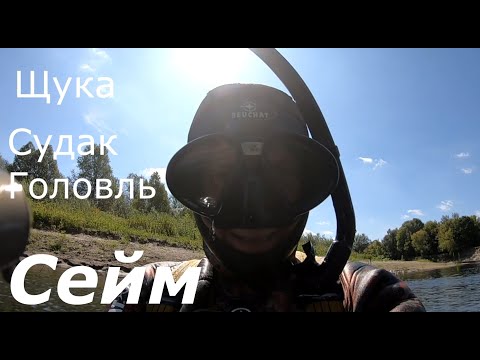 Видео: Сейм. Підводне полювання вдень.