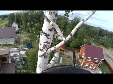 Видео: Кронирование. Дерево проживет не долго