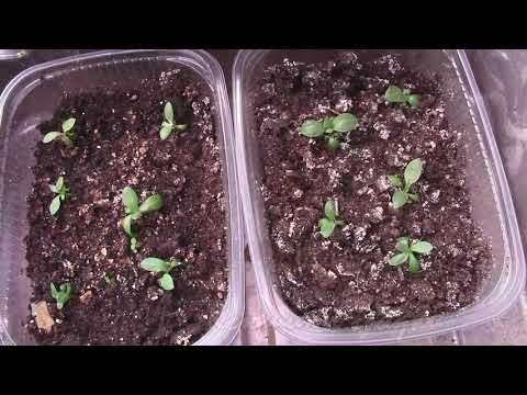 Видео: О ПОЛИВЕ РАССАДЫ