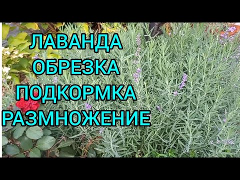 Видео: ЛАВАНДА.Весенняя обрезка.Правильное формирование куста#обрезкалаванды#уходзалаванда#лавандавесной