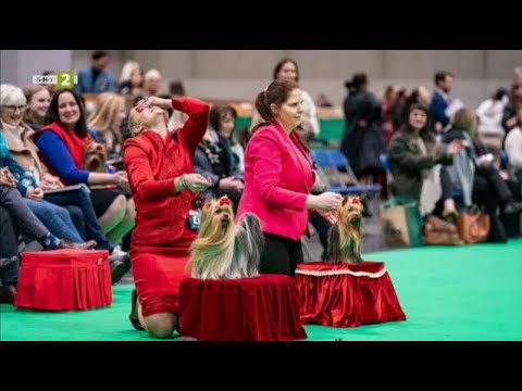 Видео: Йоркширският териер Крис спечели титлата BOB, „Време за губене“ - 30.03.2024