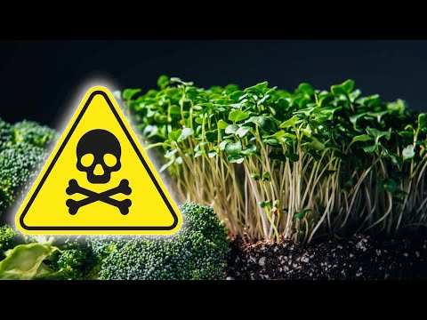 Видео: МИКРОЗЕЛЕНЬ - ЯД?! Узнай Правду о Сульфорафане в Брокколи