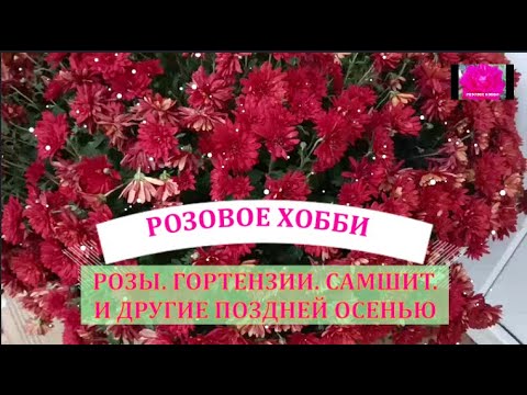 Видео: РОЗЫ И ДРУГИЕ РАСТЕНИЯ ПОЗДНЕЙ ОСЕНЬЮ