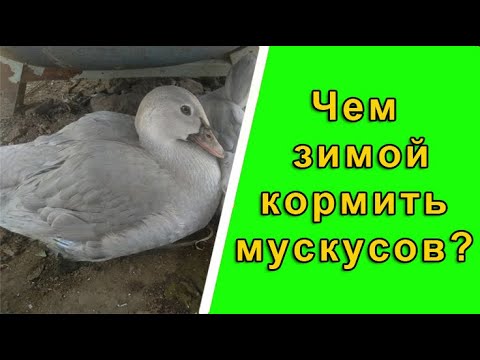 Видео: Чем кормить мускусных уток в зимний период