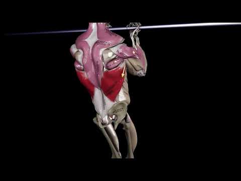 Видео: Какие мышцы работают при подтягиваниях?